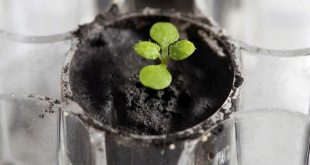 In giant leap forwards, scientists grow plants in Moon soil