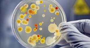 Study: Bacterial infections second leading cause of death worldwide