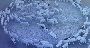 Scientist offers explanation for ‘great sheep mystery’