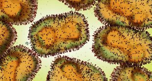 WHO says no evidence monkeypox virus has mutated
