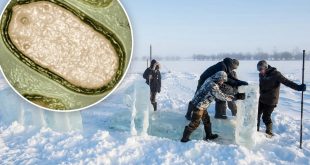 Ancient virus revived after 48,500 years in the Siberian permafrost